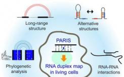 科学家们发表了人类核的第一个RNA相互作用组