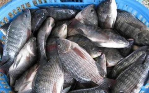 研究人员发现了威胁全球罗非鱼种群的新型鱼类病毒