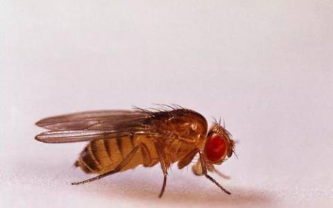 最近的进化变化允许果蝇在有毒的水果上用餐