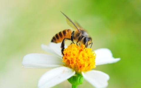 商业大黄蜂产业扩大了蜜蜂的真菌病原体