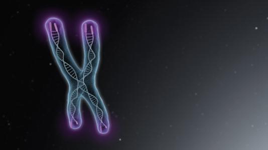 发现了对人类健康至关重要的染色体末端的新功能