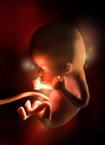 胚胎发育 即使在四细胞阶段 一些细胞也比其他细胞更平等