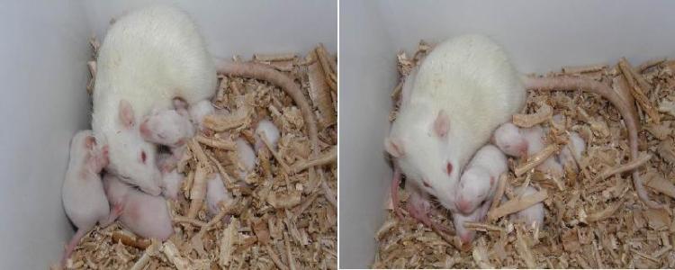 提高小鼠和大鼠基因工程效率的新方法