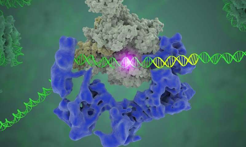 解开基因表达的秘密 科学家在理解生命的基本过程方面取得了重大进展