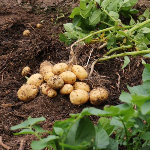 具有野生马铃薯基因的耐用马铃薯可使化学控制减少百分之80