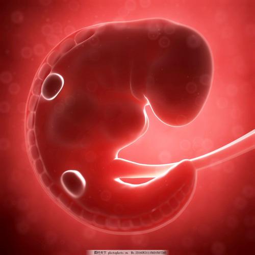 检测胚胎发育过程中细胞分化和迁移的变化