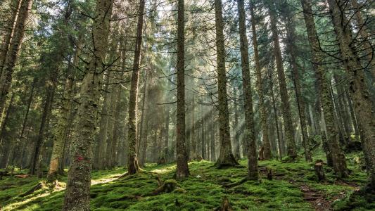 真菌可以帮助松树林抵御气候变化吗