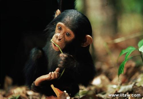 黑猩猩寄生虫物种的基因组揭示了人类疟疾的进化
