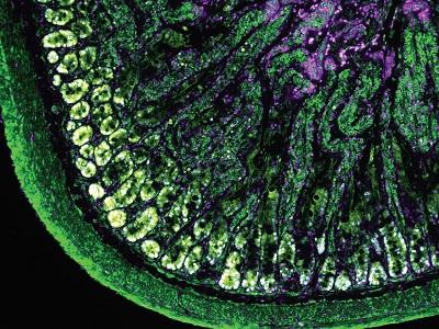 生物学中高分辨率3 D细胞成像技术的快速发展需要数据解决方案