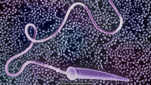 科学家们记录了海星卵细胞如何消除关键结构以确保胚胎可行