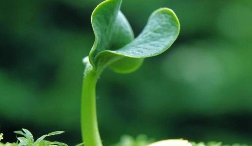 微生物用植物激素保护植物