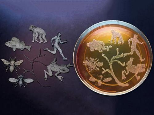 病毒捎带宿主微生物的成功