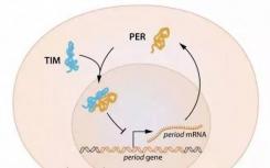 发现调节昼夜节律的植物中的时钟基因