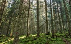 真菌可以帮助松树林抵御气候变化吗