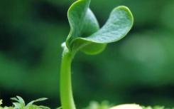 微生物用植物激素保护植物