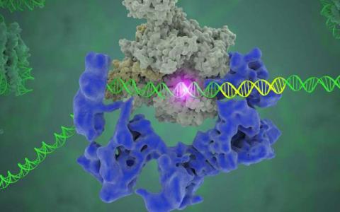 解开基因表达的秘密 科学家在理解生命的基本过程方面取得了重大进展