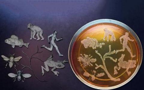 病毒捎带宿主微生物的成功