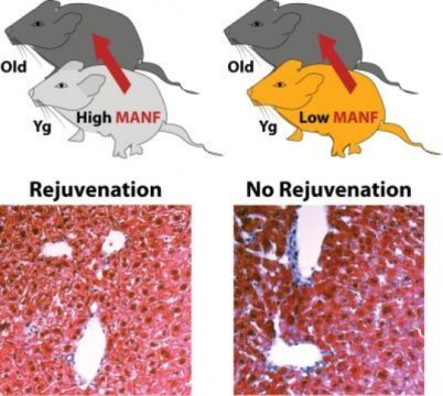 MANF被确定为parabiosis的恢复活力因素