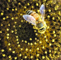 蜜蜂基因研究揭示了荨麻疹的风险