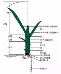 叶龄决定了植物应激反应的分工