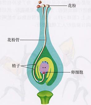 解开未知受体和植物受精机制