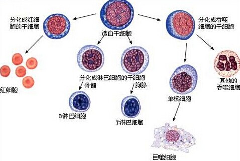 将多能干细胞改变为分化细胞