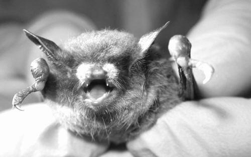 亚洲的蝙蝠被发现对白鼻综合症真菌有抵抗力