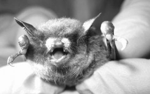 亚洲的蝙蝠被发现对白鼻综合症真菌有抵抗力