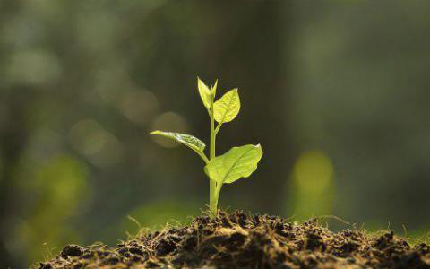 植物光合作用受细菌祖先的抑制