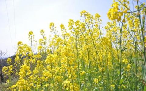 评估转基因油菜对本地丛林的威胁