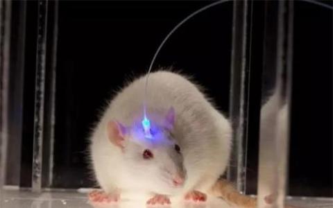 小鼠生殖器的快速进化追溯到小的基因集合