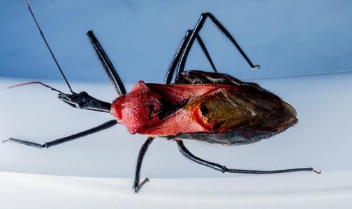 光片荧光显微镜揭示了红面粉甲虫发展的关键过程