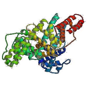 有缺陷的蛋白质链的合成导致有毒聚集体的形成
