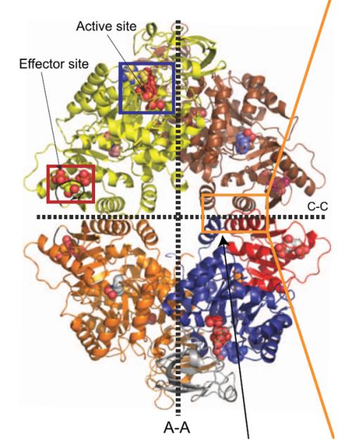 校对分子牵引RNA以确保蛋白质生产的准确性