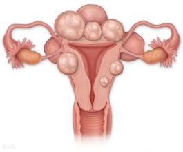 卵巢生殖细胞中的姊妹牺牲是卵子发育的关键
