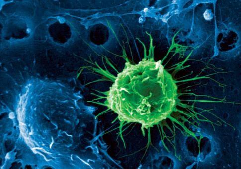 科学家发现流行的干细胞技术是安全的