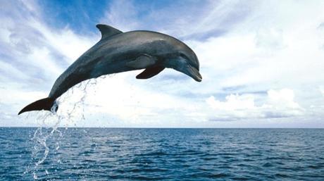 研究人员发现了以前未知的海豚细菌
