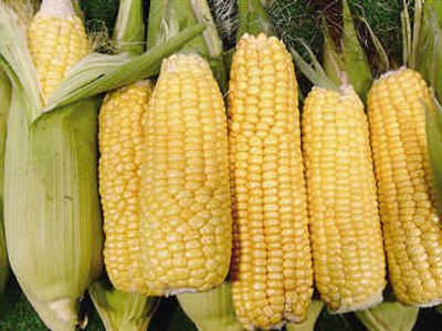 转基因甜玉米不再对戈斯的枯萎病敏感
