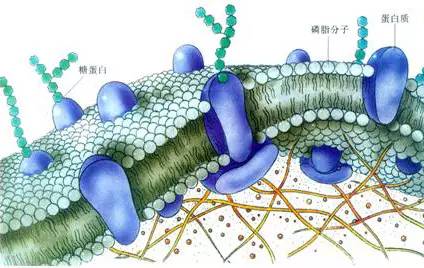 新的抗生物膜化合物显示出对抗与医院感染相关的耐药细菌的前景