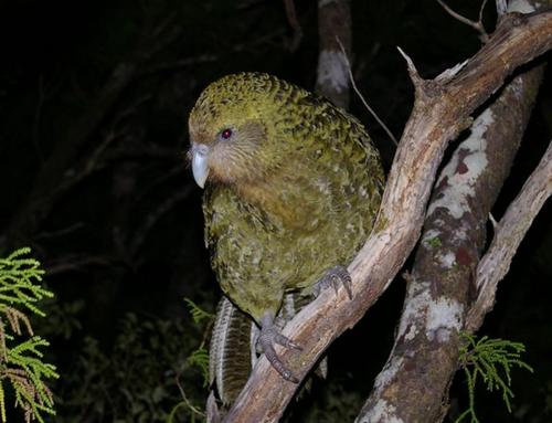 对濒临灭绝的kakapo的基因组进行测序