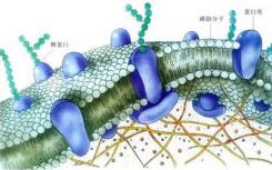 新的抗生物膜化合物显示出对抗与医院感染相关的耐药细菌的前景