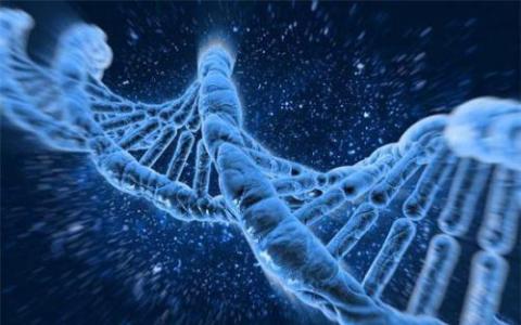 DNA的酶促作用的第一个3-D结构