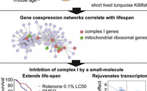 短命的杀戮揭示了基因表达与长寿之间的联系