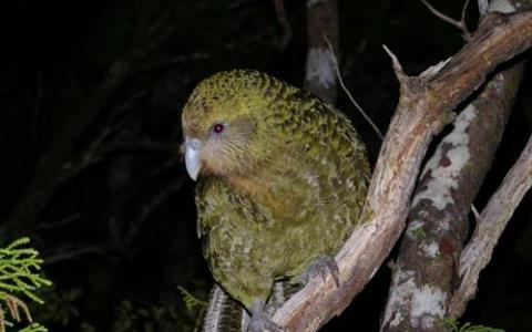 对濒临灭绝的kakapo的基因组进行测序