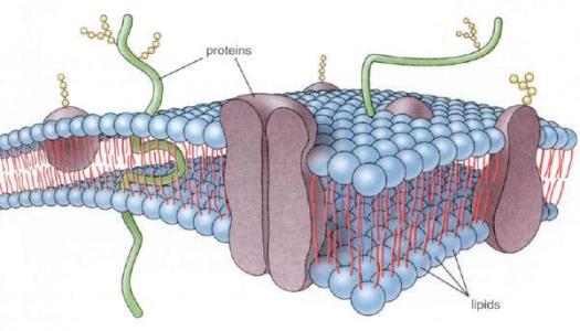 细胞响应压力产生的蛋白质可以改善生物药物的生产