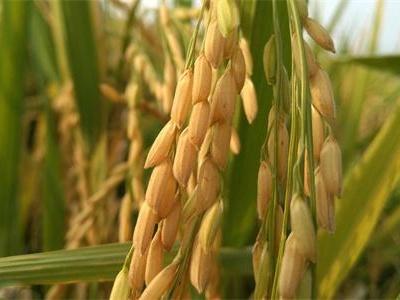 公共水稻基因组资源对育种者来说是有利的