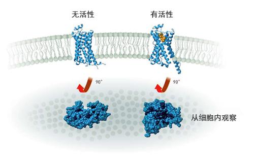 功能生物罗盘与光受体蛋白相连