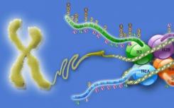 研究人员发现染色质的复杂性可以简化为基因调控的统一模型