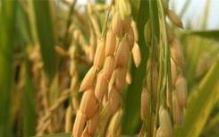 公共水稻基因组资源对育种者来说是有利的