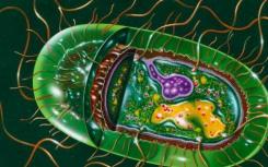 分子开关让沙门氏菌可以对抗或逃避免疫系统